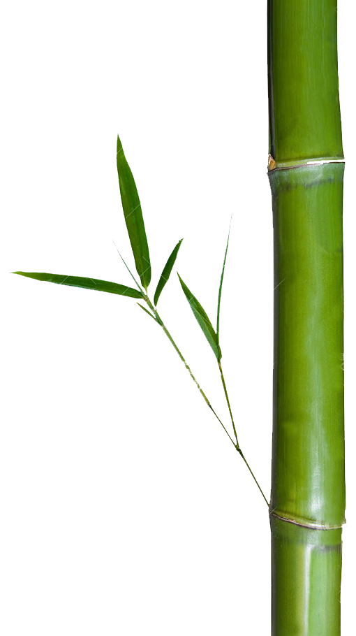 Erdosh-bamboo